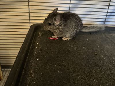 Baby male chinchilla