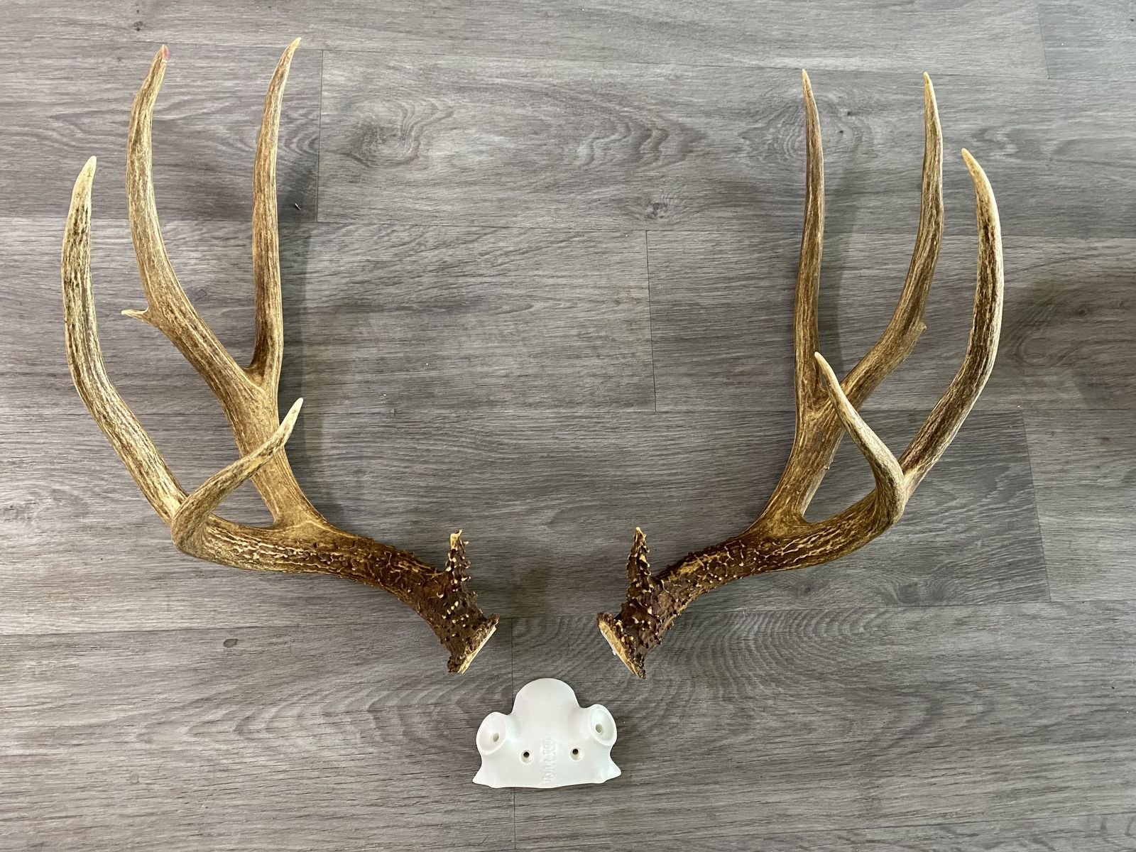 Tall Typical Dark Idaho Mule Deer Antler Set!