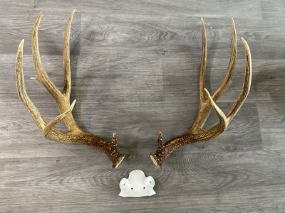 Tall Typical Dark Idaho Mule Deer Antler Set!
