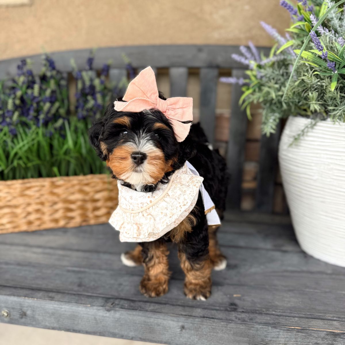 Tiny beautiful Mini Bernedoodles! 15-25 pounds full grown. Multigen Bernedoodle.