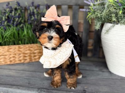 Tiny beautiful Mini Bernedoodles! 15-25 pounds full grown. Multigen Bernedoodle.