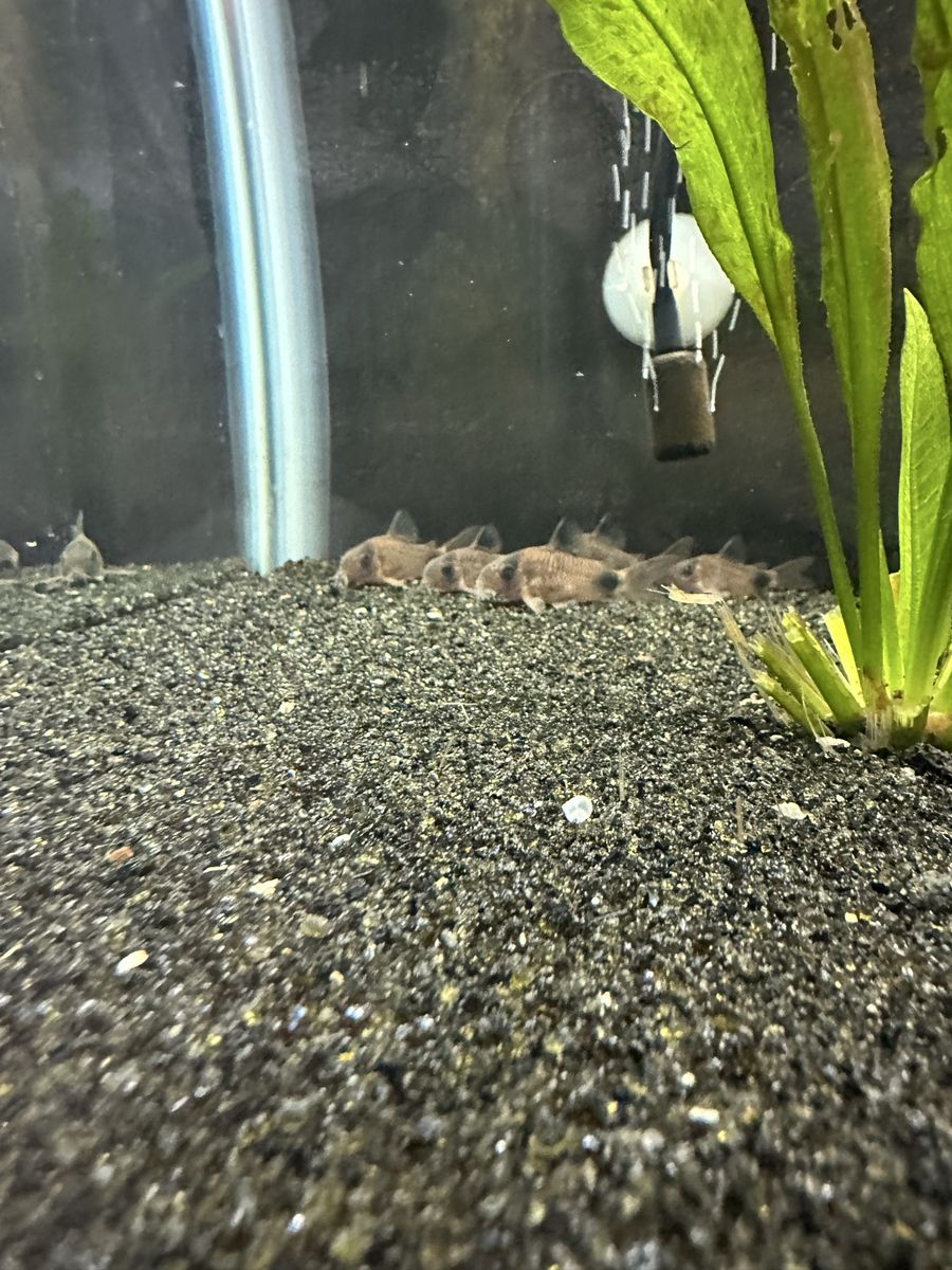 Panda Cory catfish 