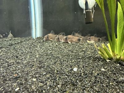 Panda Cory catfish