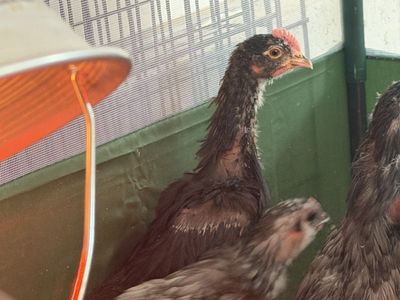 Black Copper Maran ROOS