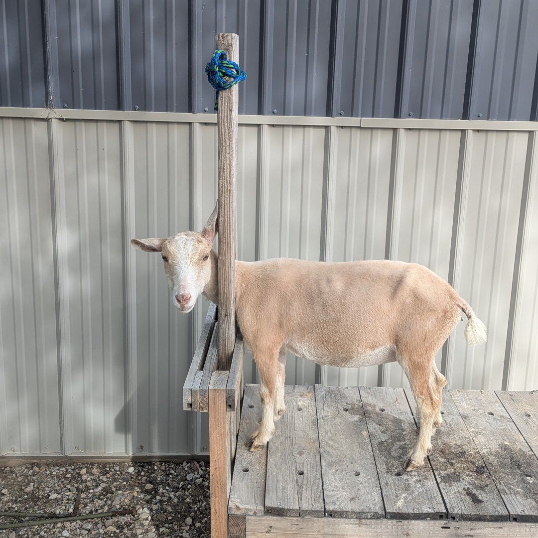 ADGA registered Nigerian doe