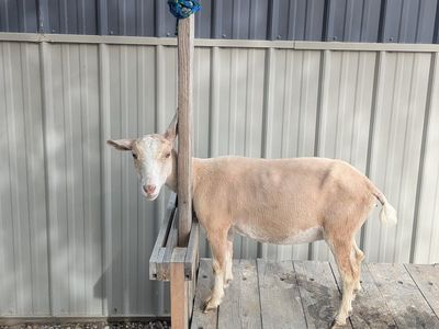 ADGA registered Nigerian doe