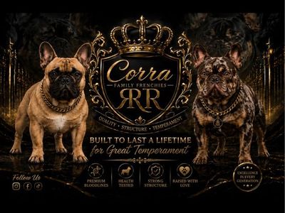 French Bulldog Puppies - Adorable, Playful, and Ready for a Loving Home!