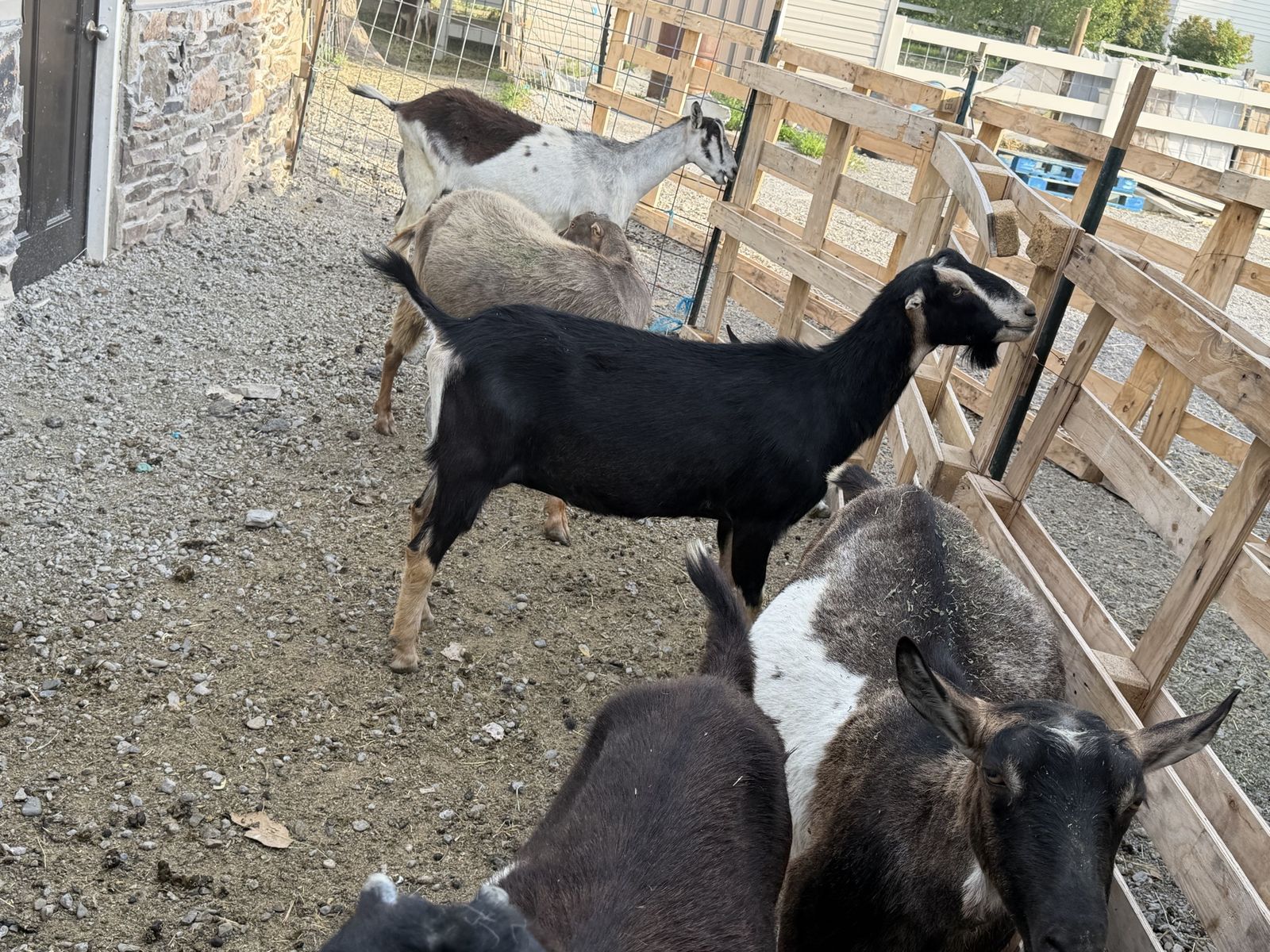 Two year old adga registered Lamancha milker