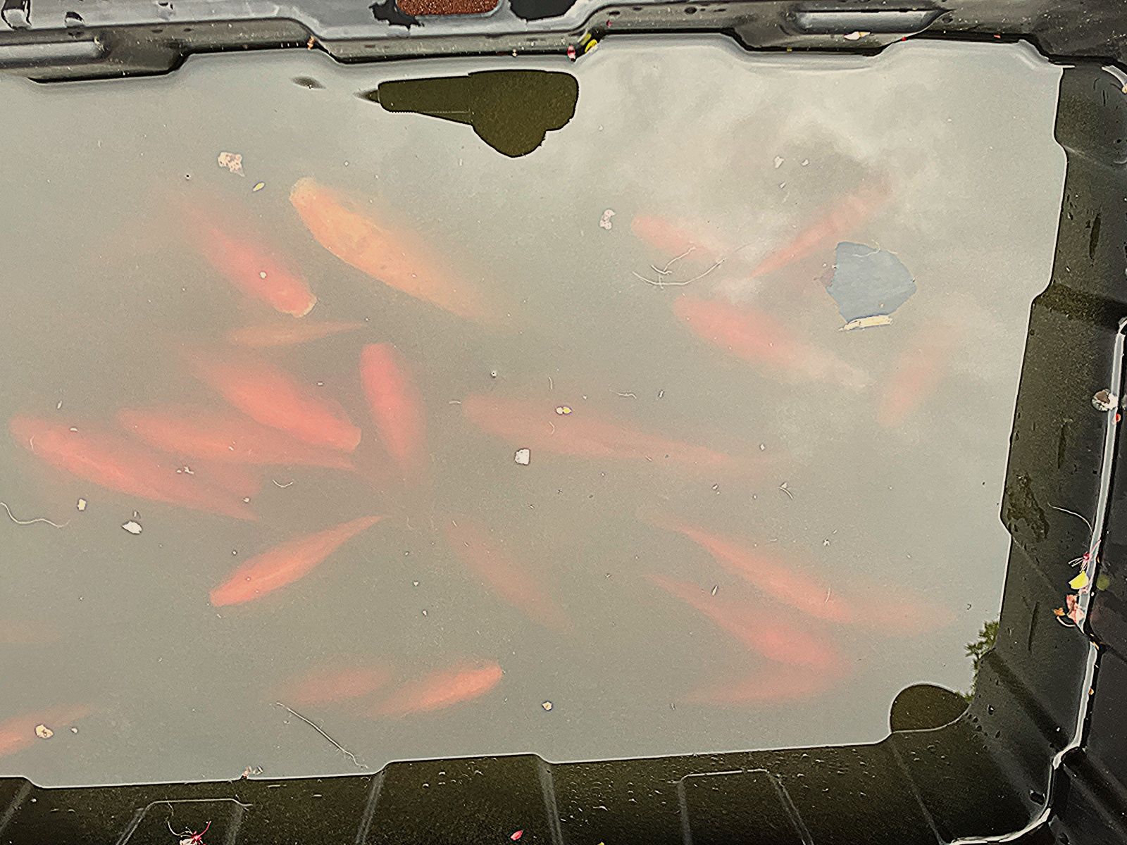 Large Goldfish FREE