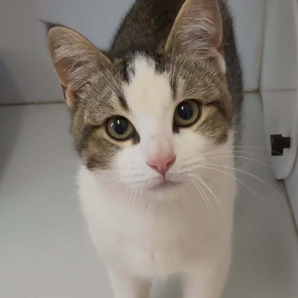 Hello my name is Siesta