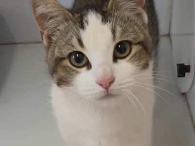 Hello my name is Siesta