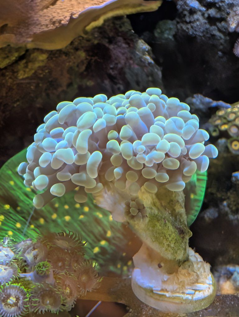 Small Gold hammer colony