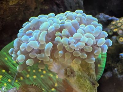 Small Gold hammer colony
