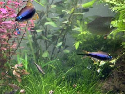 Freshwater Emperor tetras