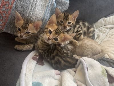 Bengal Kittens 7 Weeks Old