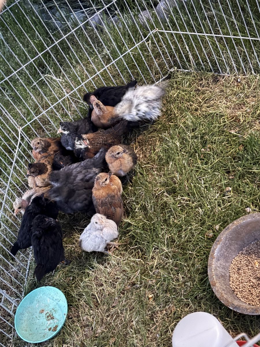 Assorted Bantam chicks
