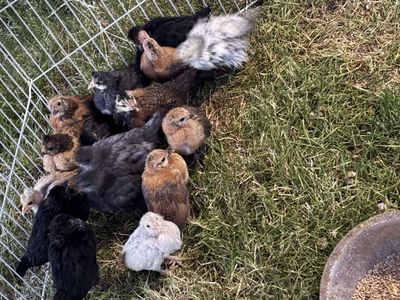 Assorted Bantam chicks