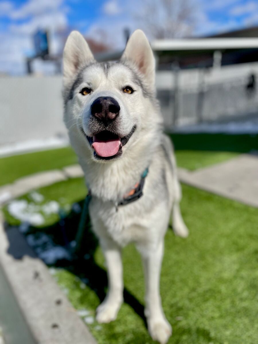 A160087 Dill is Available for Adoption!