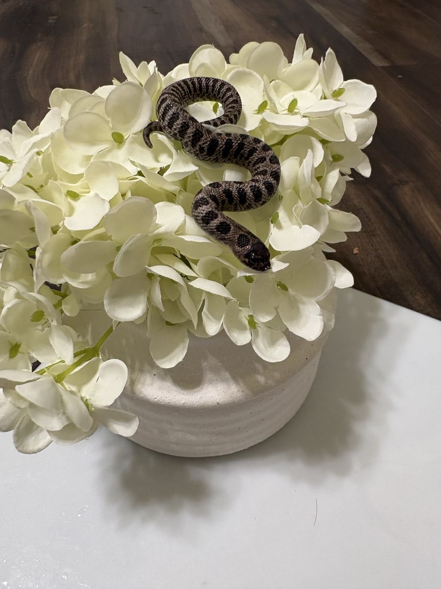 Hognose - Super Arctic -Anaconda - 50% Het Coral (Het Albino and Het Lavender) Male 2026
