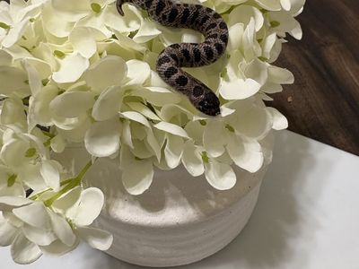 Hognose - Super Arctic -Anaconda - 50% Het Coral (Het Albino and Het Lavender) Male 2026