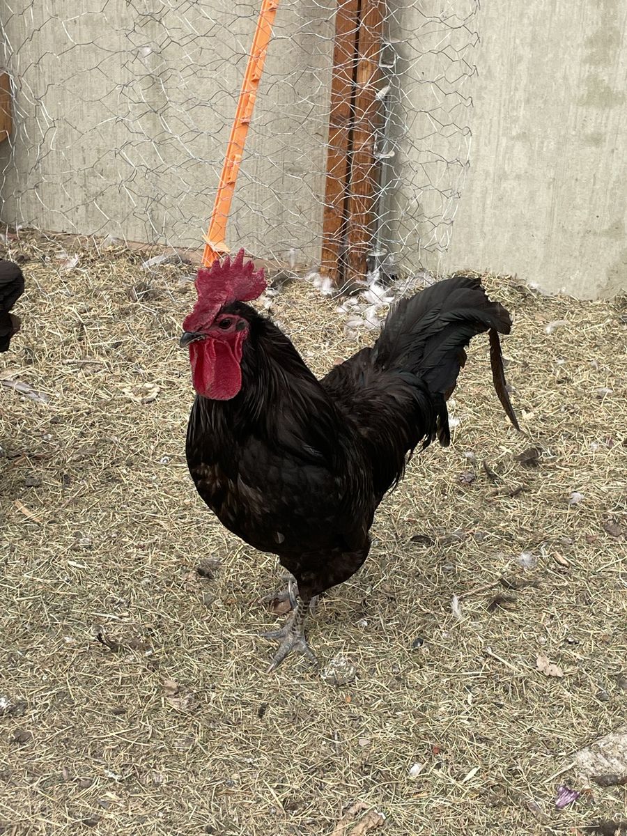 Roosters for quick sale (too loud).