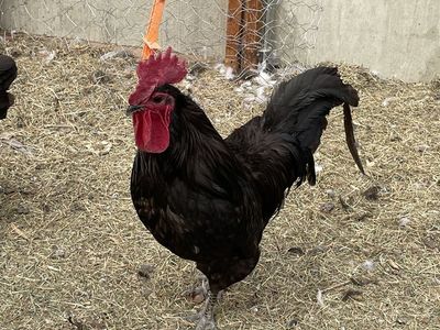 Roosters for quick sale (too loud).