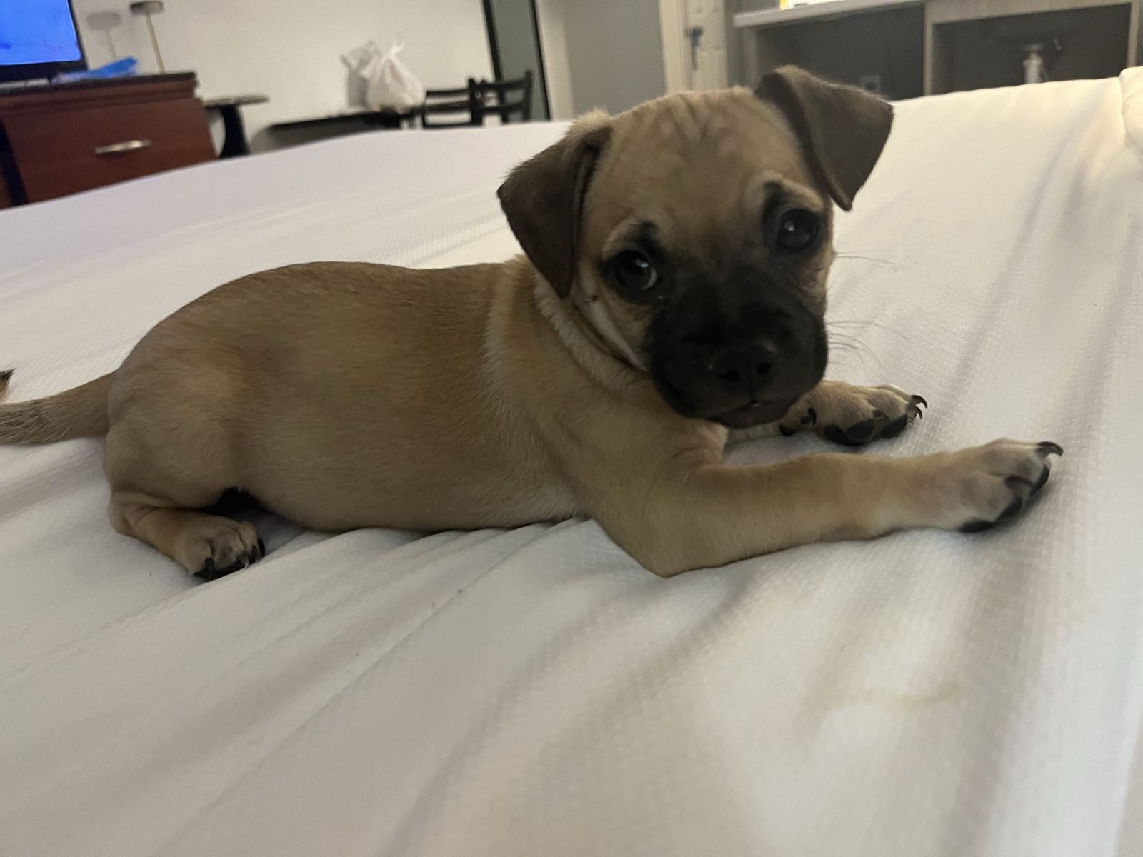 Chug puppy
