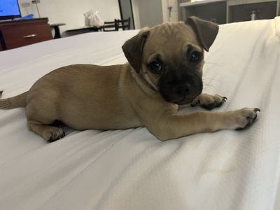 Chug puppy