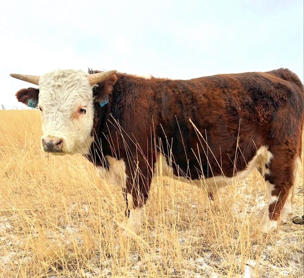 Mini Hereford Bull for Rent