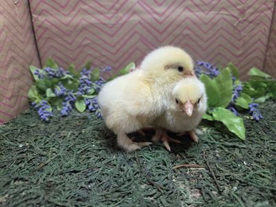 Bantam Cochin Chicks
