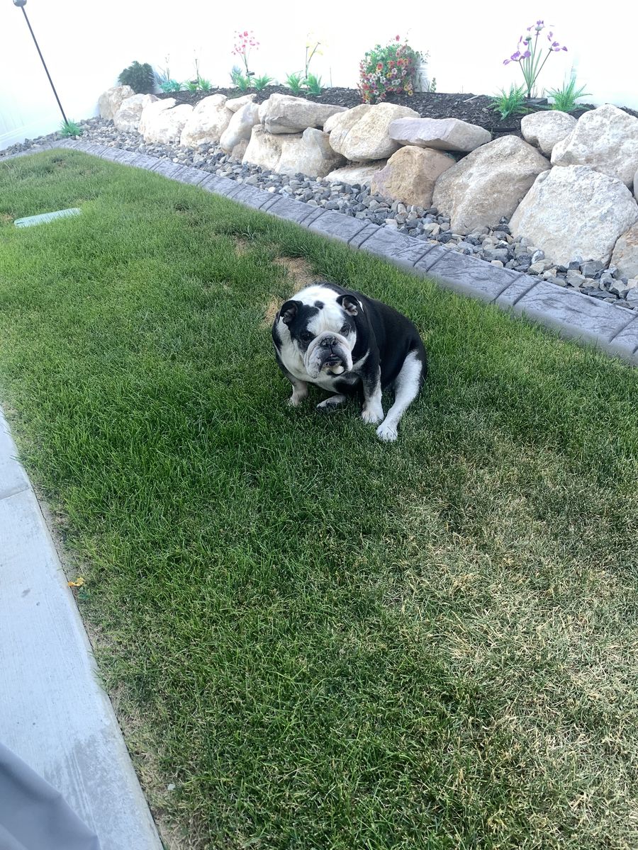 English Bulldog