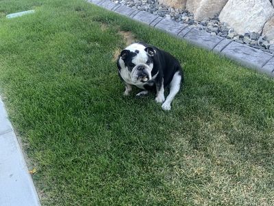English Bulldog