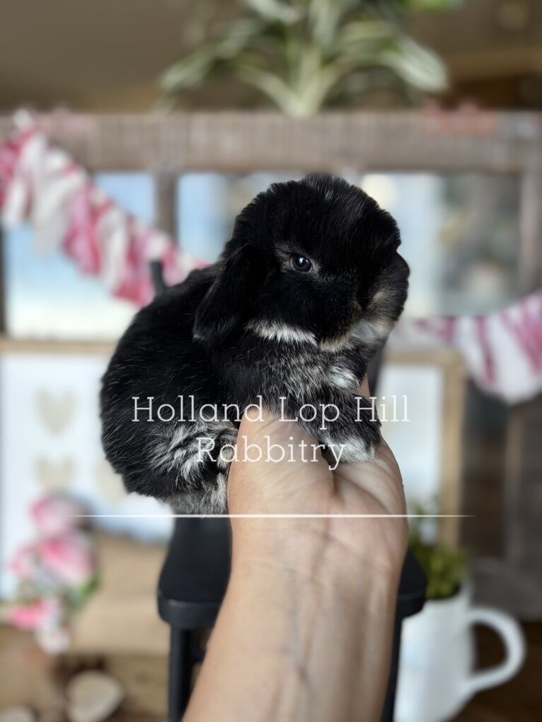 Stunning Holland Lop Bunny