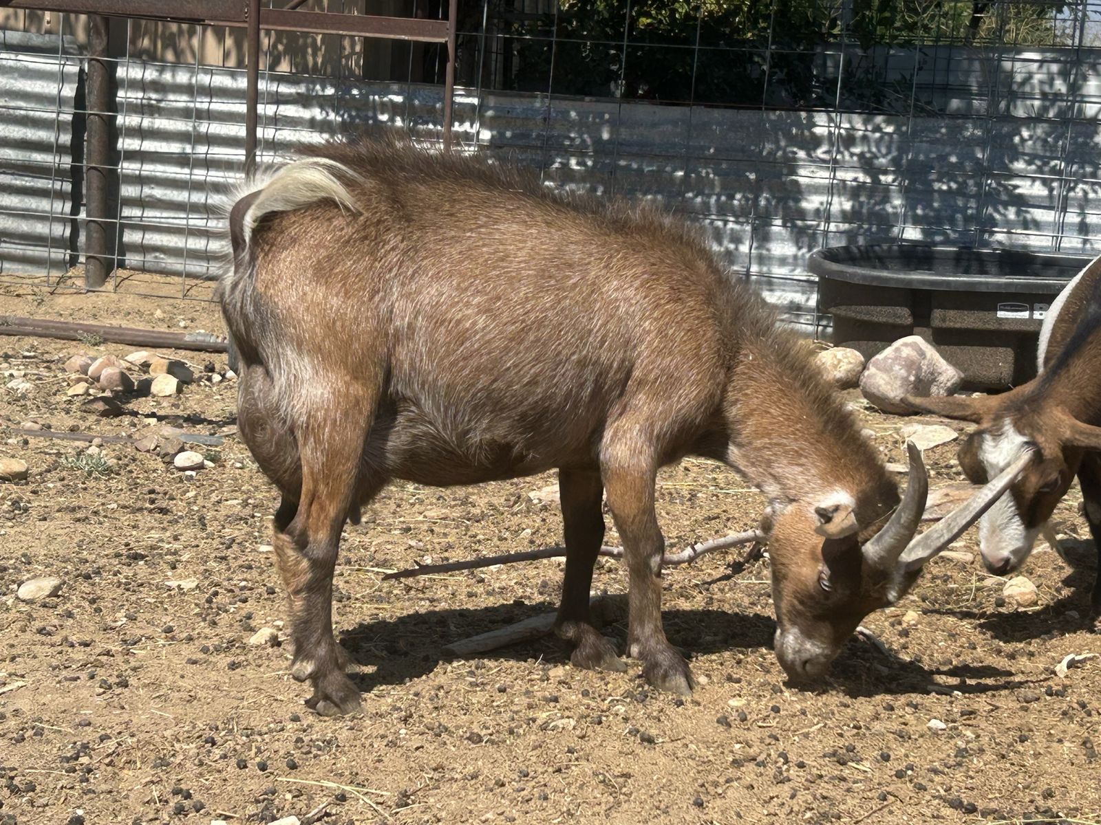 Purebred Pygmy Doe