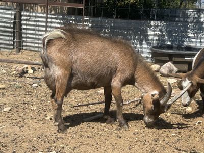 Purebred Pygmy Doe