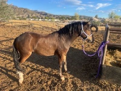 Gelding
