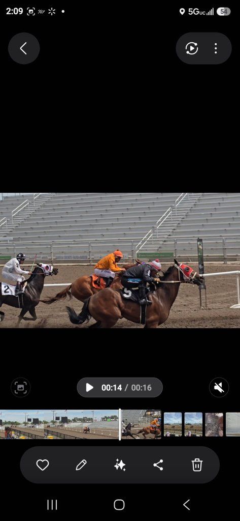3yr old gelding