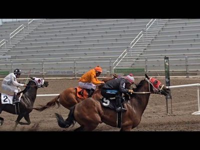 3yr old gelding