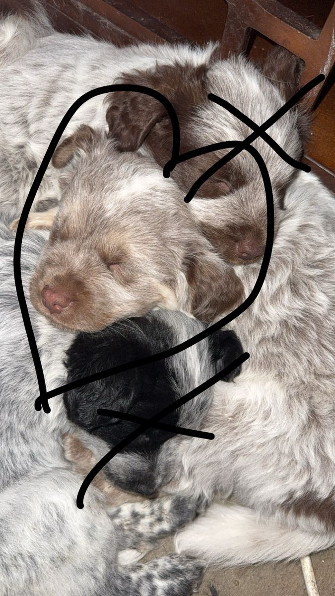Puppies and mom and dad need new home