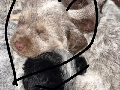 Puppies and mom and dad need new home