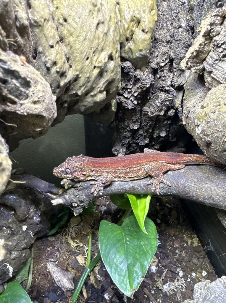 Adult Gargoyle Geckos