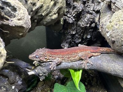 Adult Gargoyle Geckos