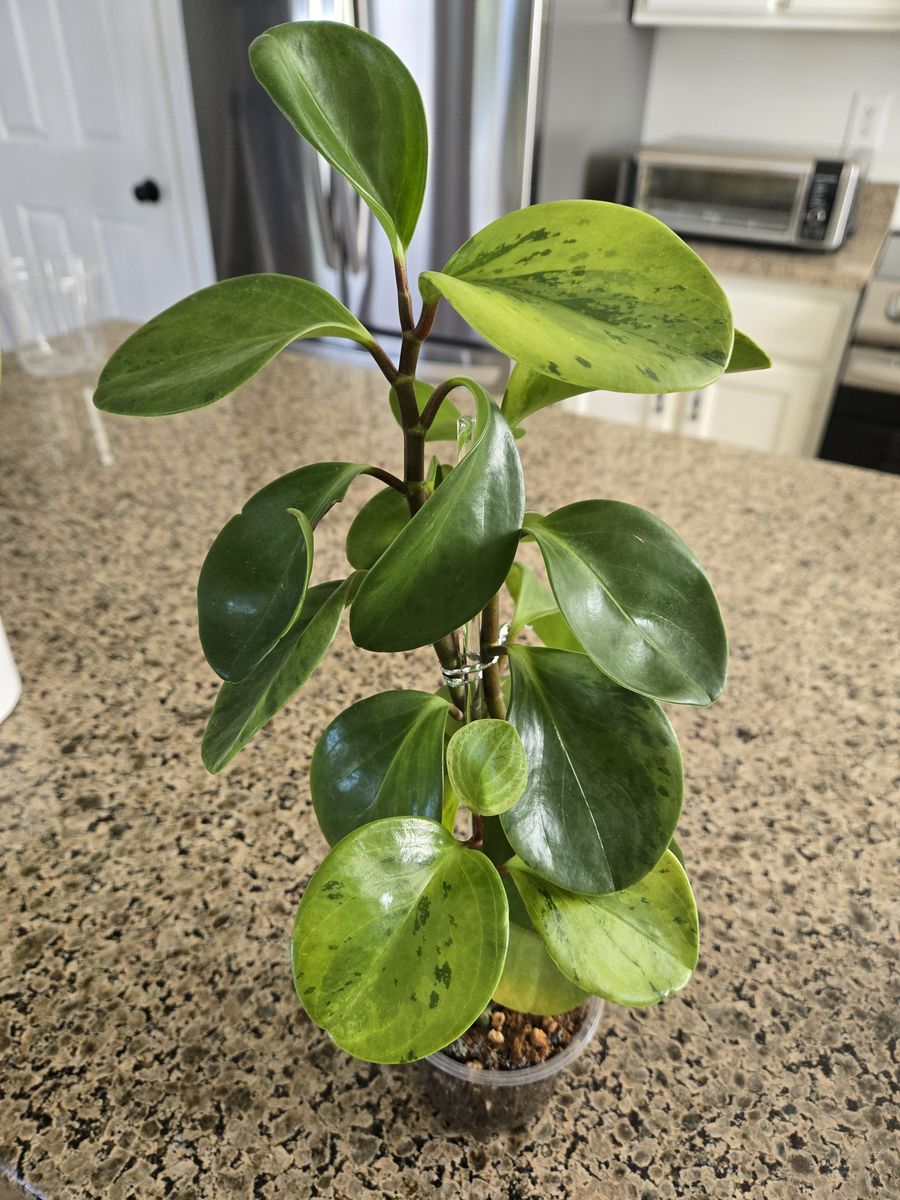 Peperomia Obtusifolia (Baby Rubber Plant)