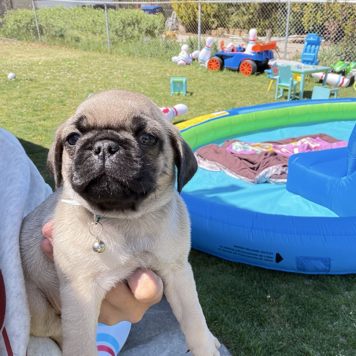 Pug puppies