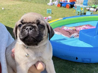 Pug puppies