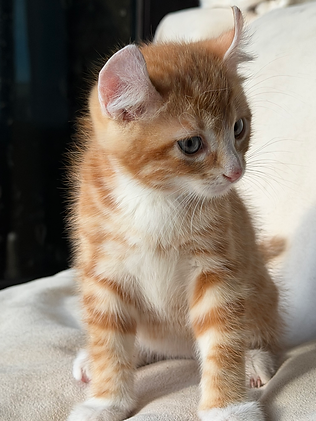 Meet SOCKS!  Adorable Curl Savannah Kitten -  Male