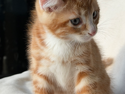 Meet SOCKS! Adorable Curl Savannah Kitten - Male