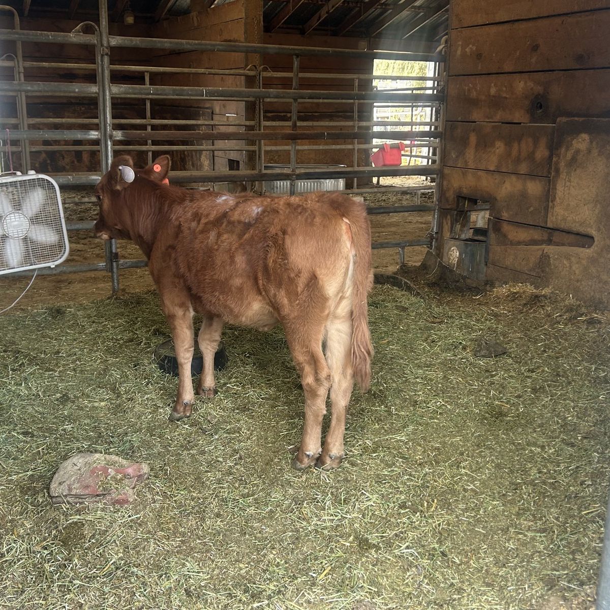Red Angus heifer