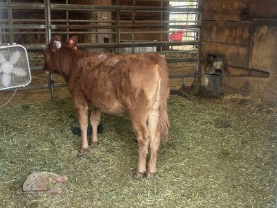 Red Angus heifer