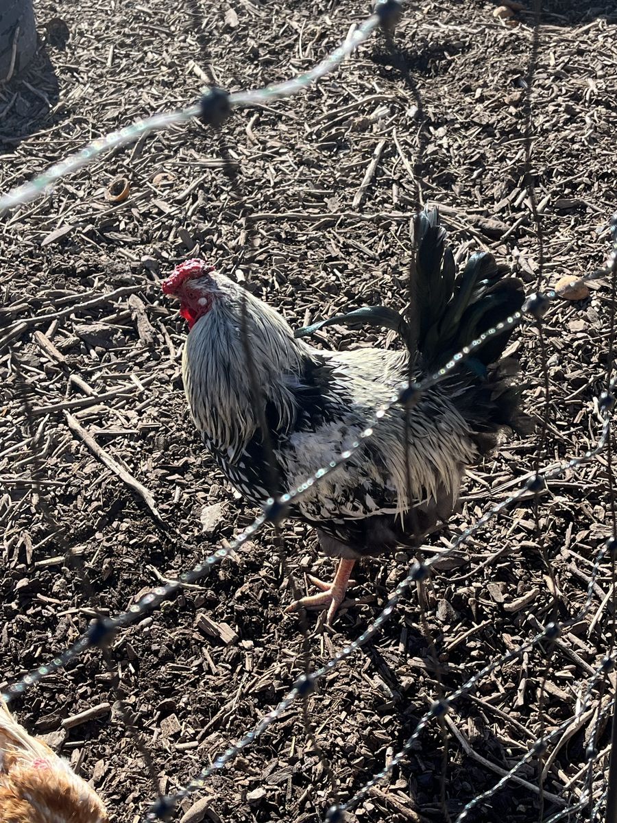 Silver Laced Wyandotte Rooster--8 Months Old